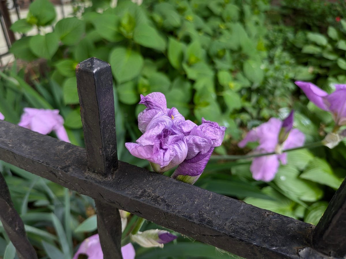 Google Pixel 8A Review: A Clear Choice Over the Pixel 8 10 A photo of a purple flower shot on the Pixel 8A.