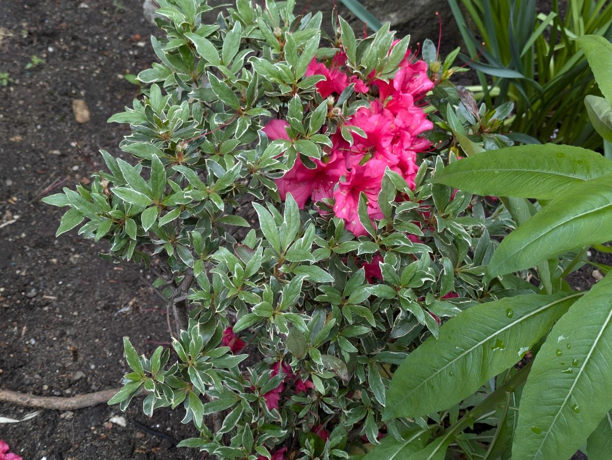 Google Pixel 8A Review: A Clear Choice Over the Pixel 8 18 A bush with pink flowers