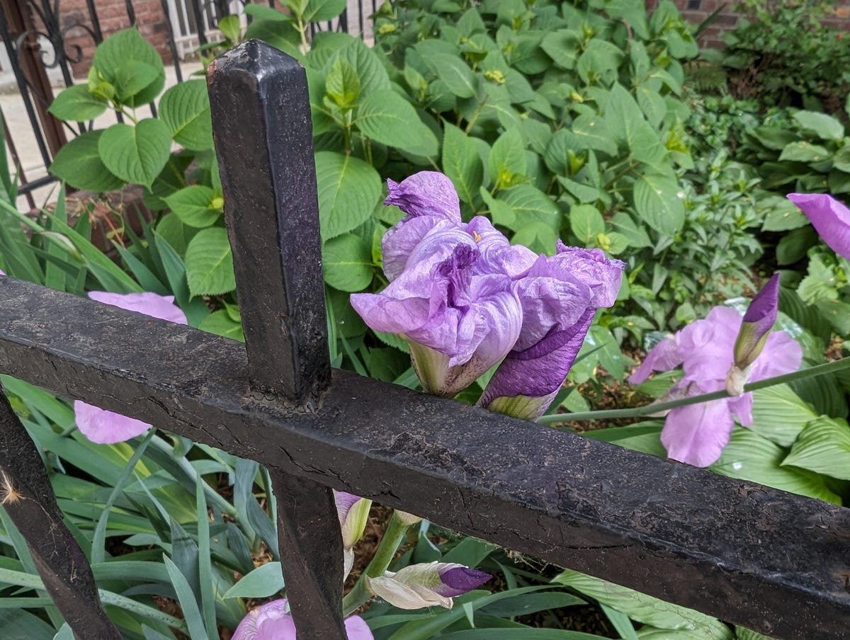 Google Pixel 8A Review: A Clear Choice Over the Pixel 8 12 A photo of a purple flower taken on the Pixel 8.