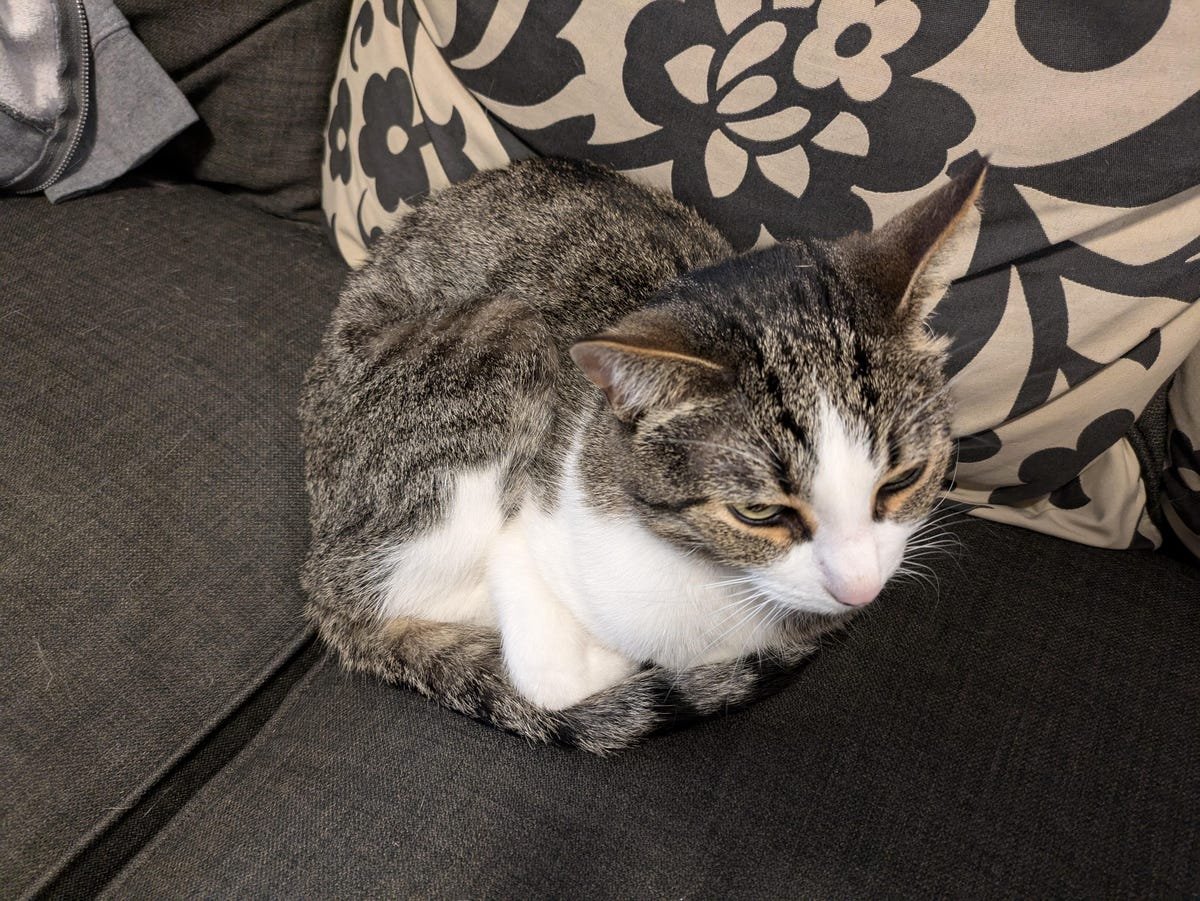 Google Pixel 8A Review: A Clear Choice Over the Pixel 8 22 A gray and white cat sitting on a couch.
