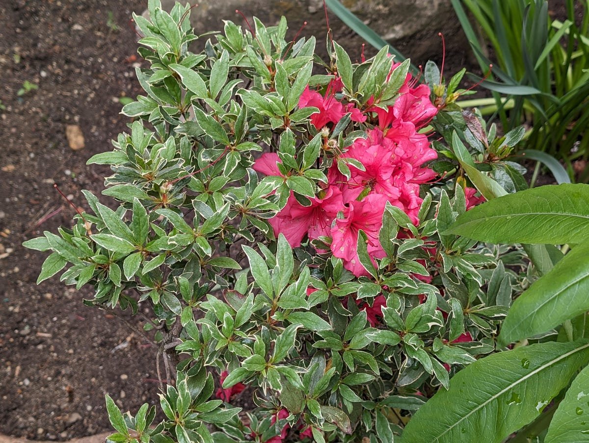 Google Pixel 8A Review: A Clear Choice Over the Pixel 8 20 A plant with pink flowers.