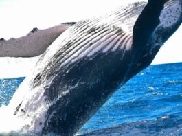 Humpback Whale’s Unprecedented 8,000-Mile Migration Shatters Records