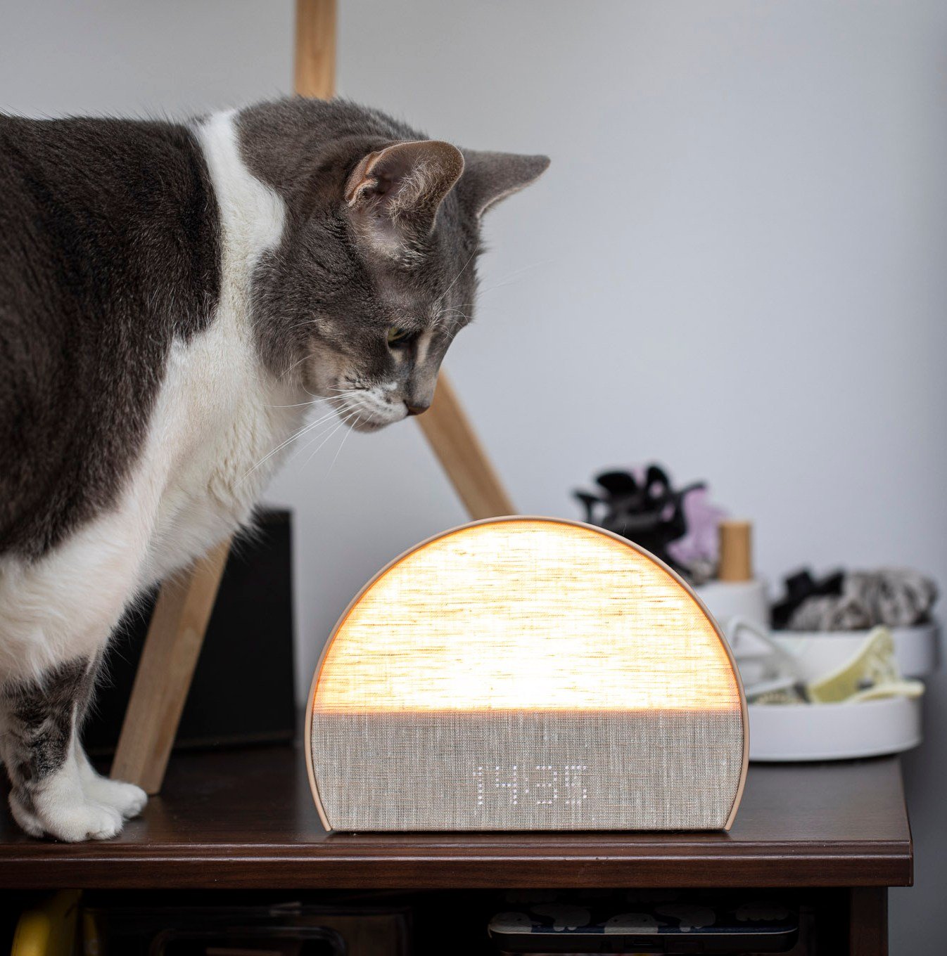 Rotund gray and white cat contemplates the Hatch Restore 2 on a nightstand.