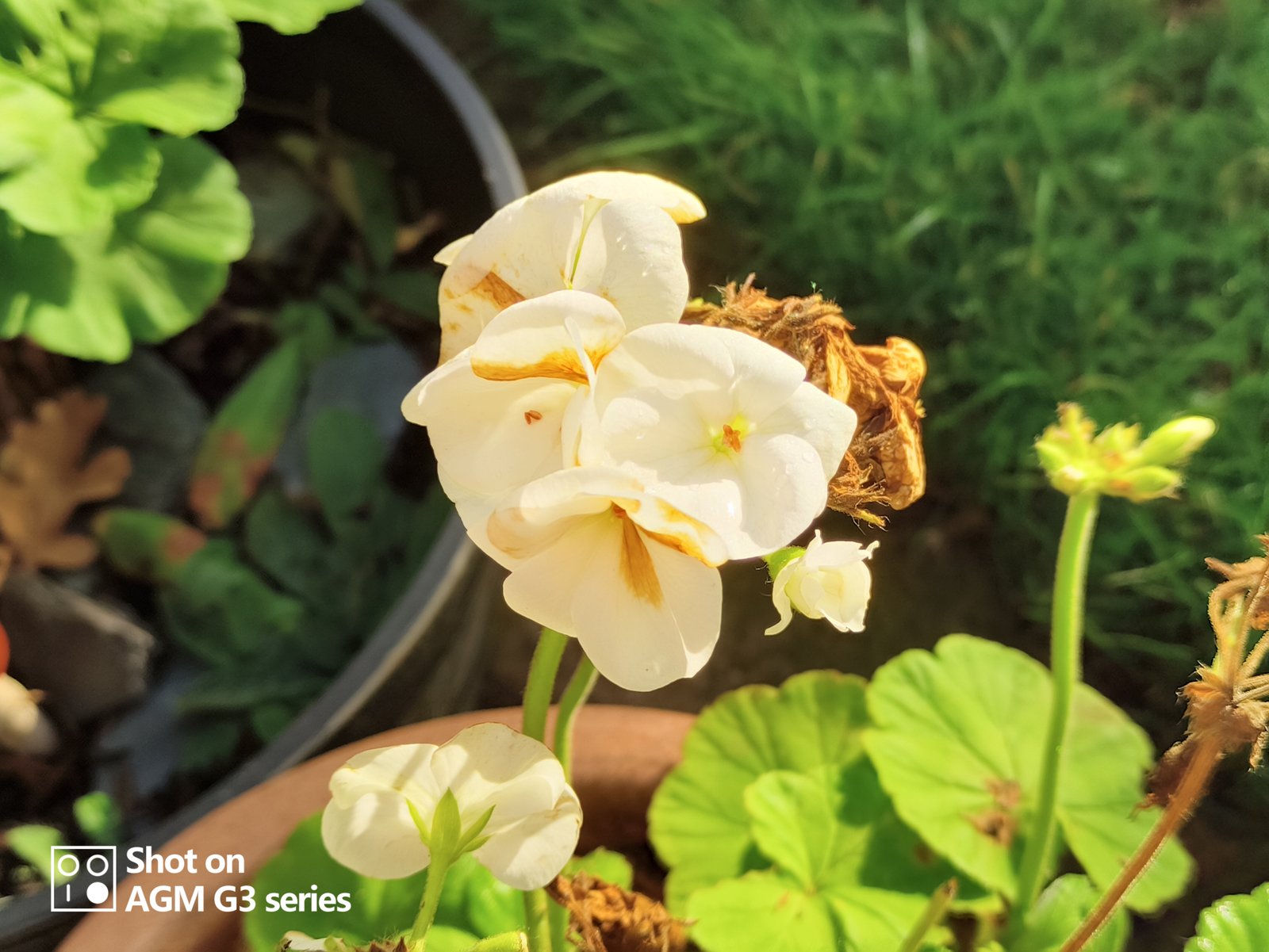 AGM G3 Pro rugged telephone evaluation 30 AGM G3 Pro photo and thermal examples