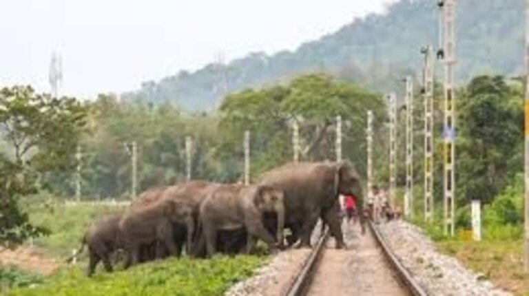 elephant - train collisions