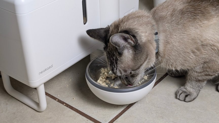 The Future of Wet Cat Food Dispensers Is Here. My Review of Neakasa Riko 6 neakasa-riko-smart-pet-feeder-on-desk-with-prepared-meal-and-cat-investigating.jpg